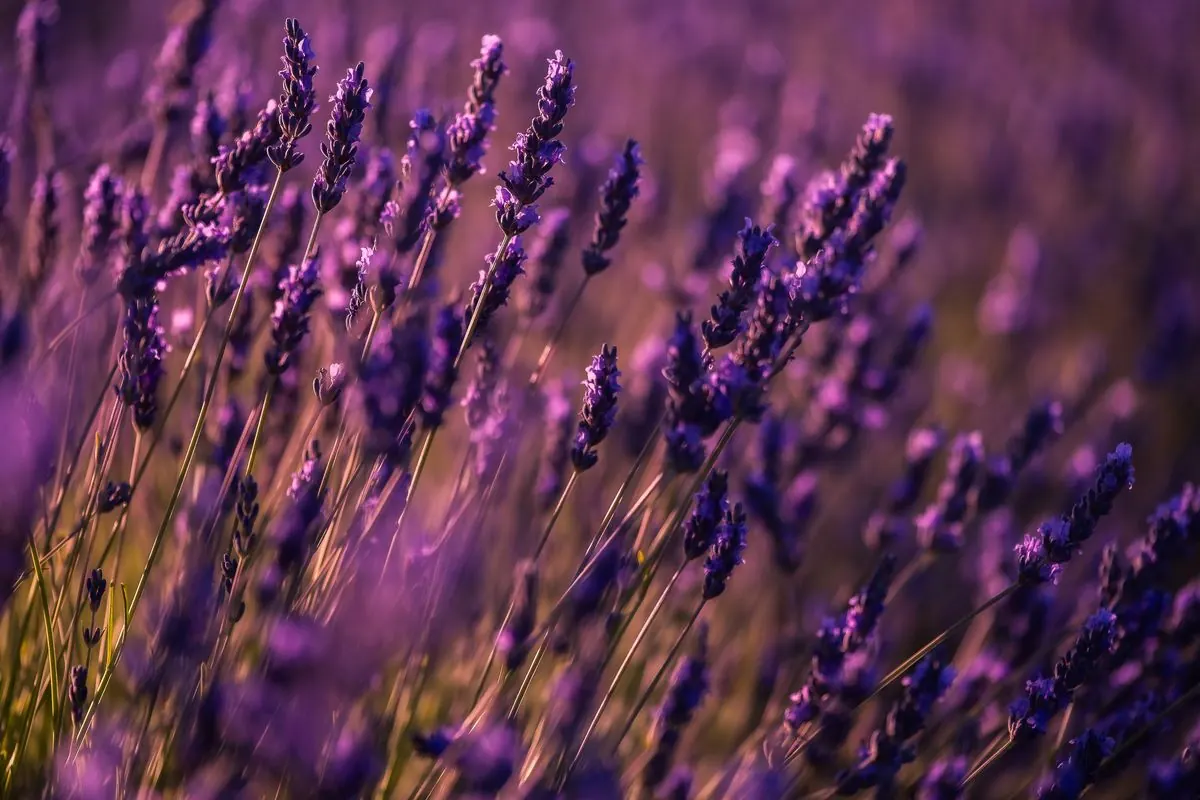 Campos de lavanda de La Alcarria